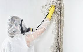 Mackinac Island, MI Mold Removal Services Company